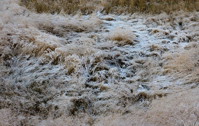 Snowy Grass 19-9694.jpg